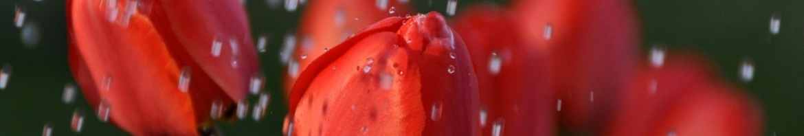 tulips-in-the-rain